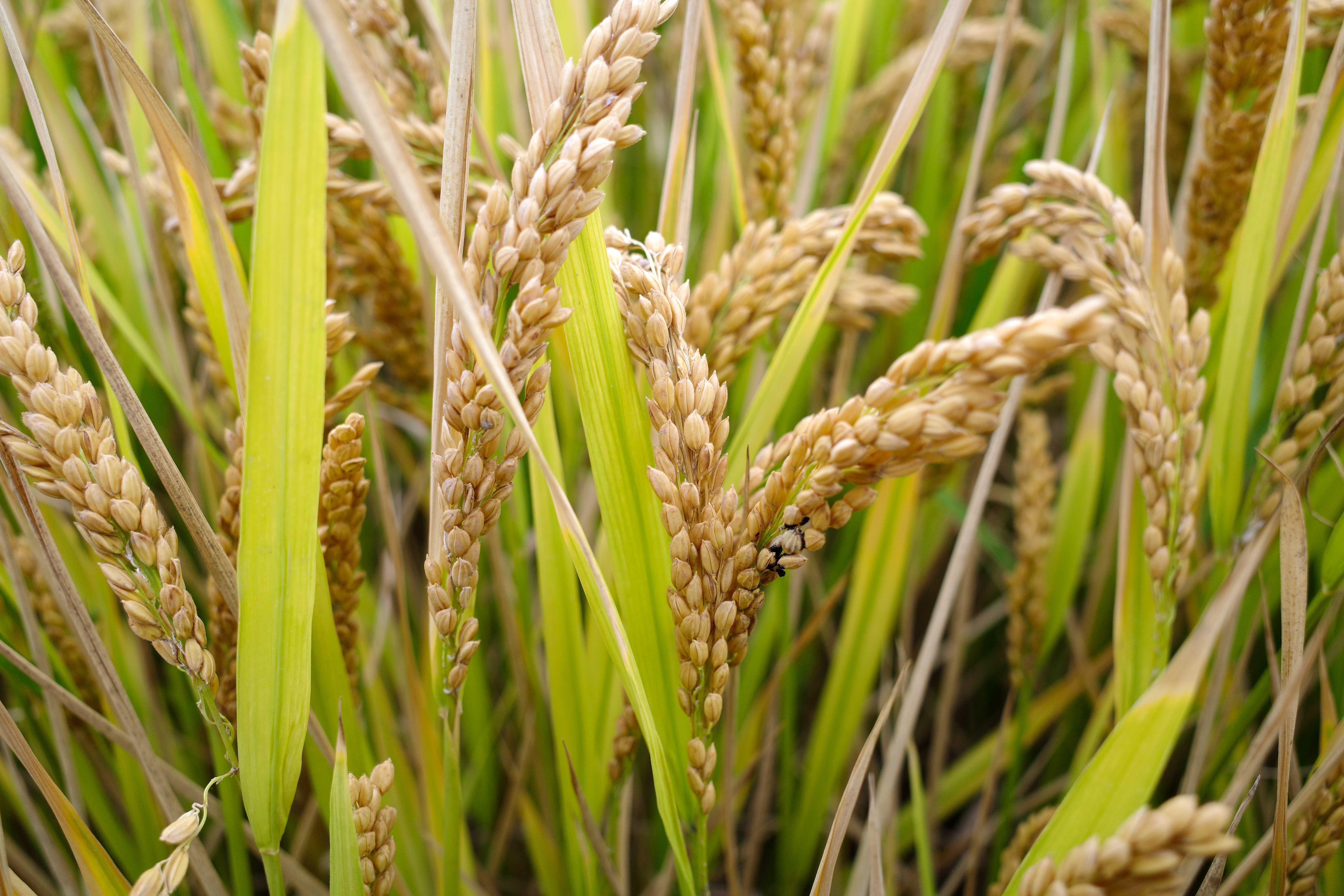 原子级精准工程:破解高温超导机理的关键钥匙 IT技术