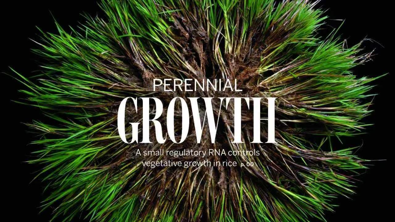 原子级精准工程:破解高温超导机理的关键钥匙 IT技术