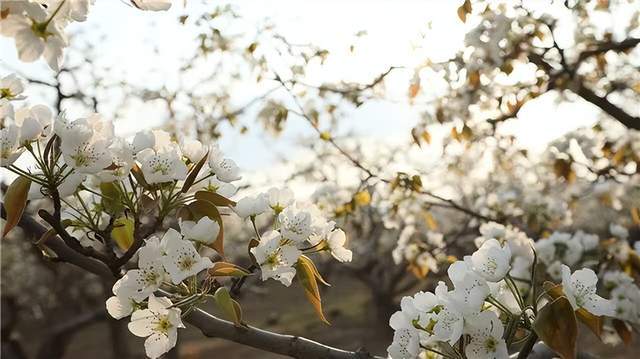  【技术解码】什川古梨园交通体系全透视：三种抵达路径的实战效率对比 文化旅游
